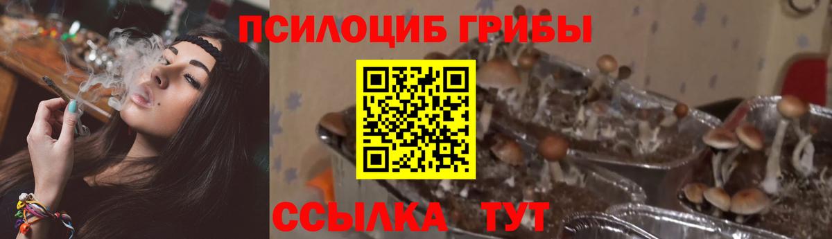 цена   Бийск  Галлюциногенные грибы GOLDEN TEACHER 